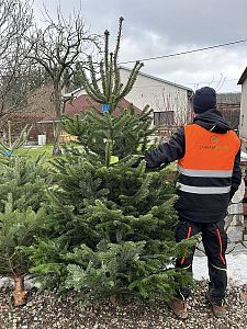 Prodej mulčovací kůry, štěpky i vánočních stromků